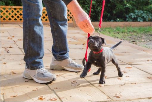 Cuidados com Filhotes de Cachorro