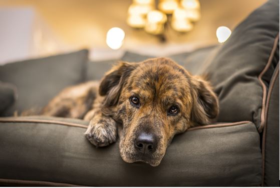 Ansiedade de Separação em Pets nas Férias