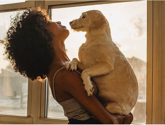 Por que os animais de estimação se sentem como uma família