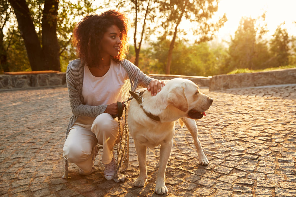 passear com cachorro no sol