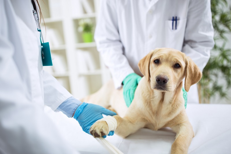 Artrose em cães