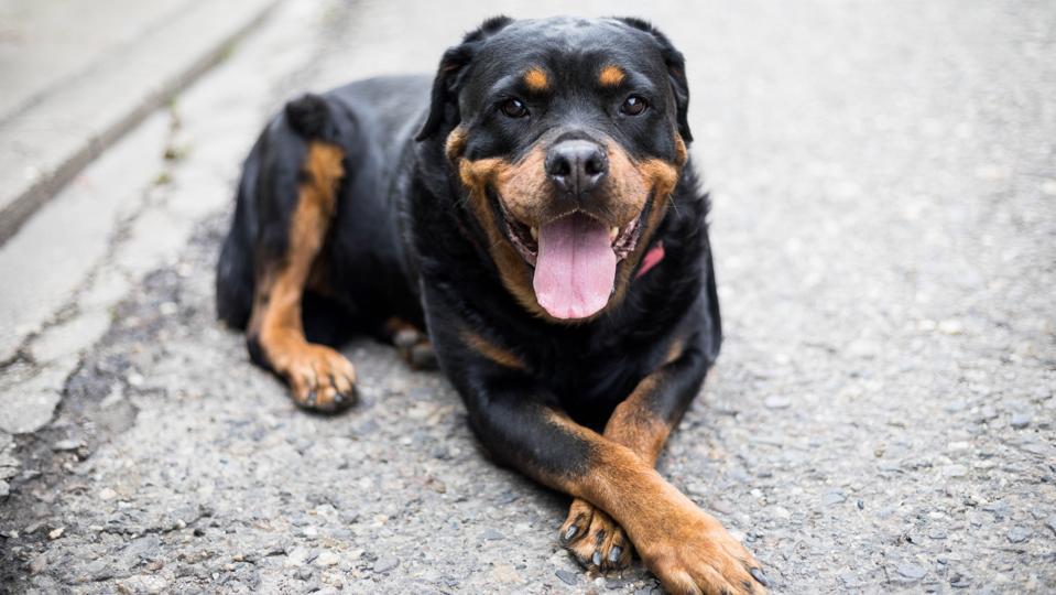 Cachorro Rottweiler