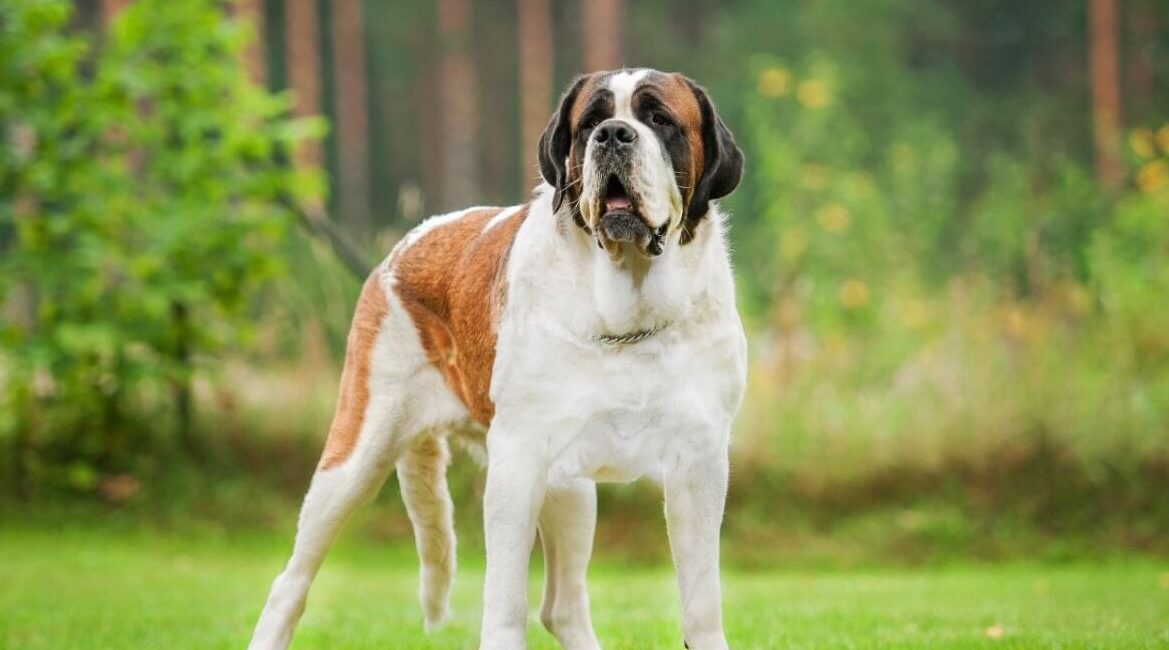 Cachorro São Bernardo