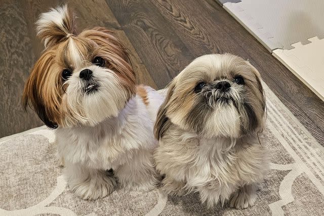 Cachorro Shih Tzu