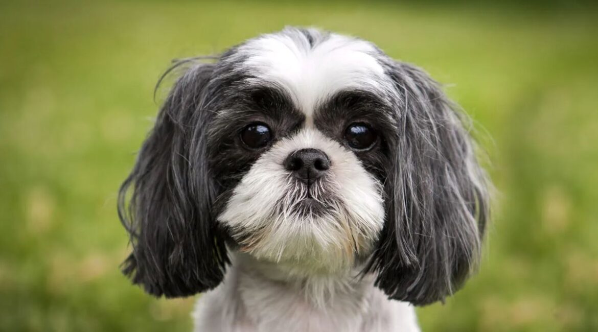 Cachorro Shih Tzu