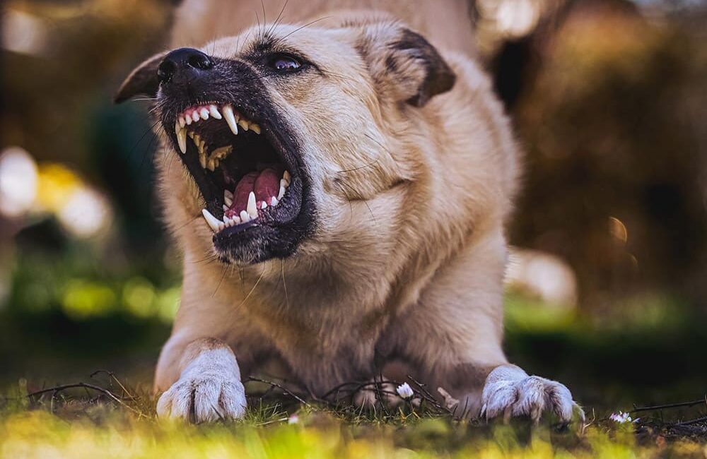 Cachorro agressivo