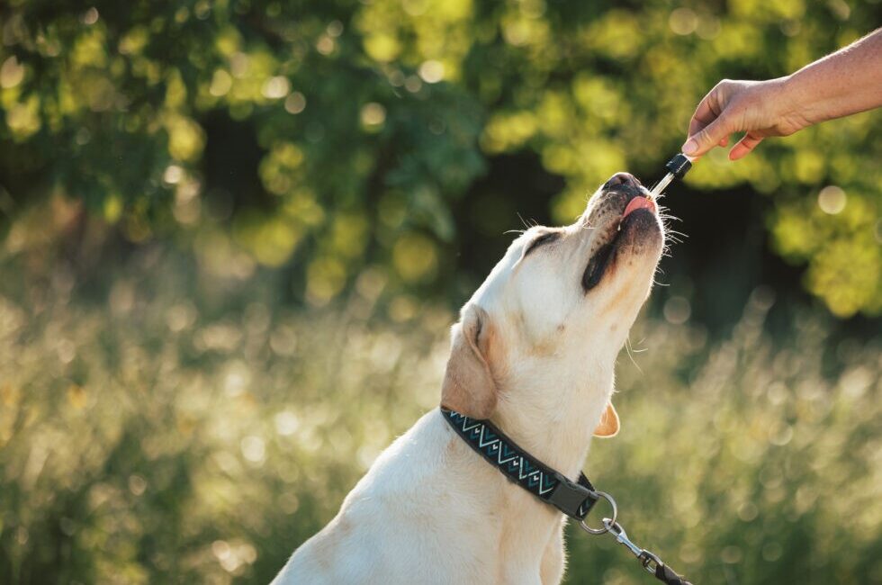 Cuidados de Fim de Ano para Cachorros