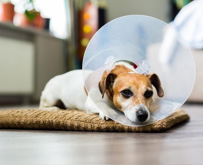 Castração e esterilização de cães