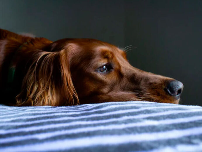 Dirofilariose em cães