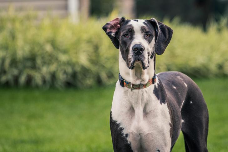 Dogue alemão
