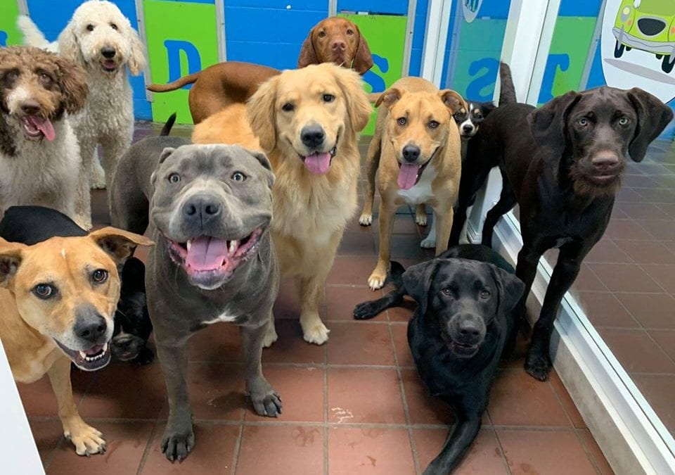 Hotel para cachorro nas férias