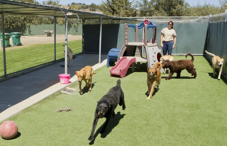 Hotel para cachorro nas férias