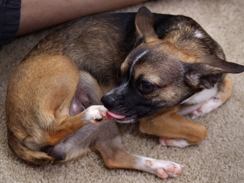 Infecções fúngicas em cães