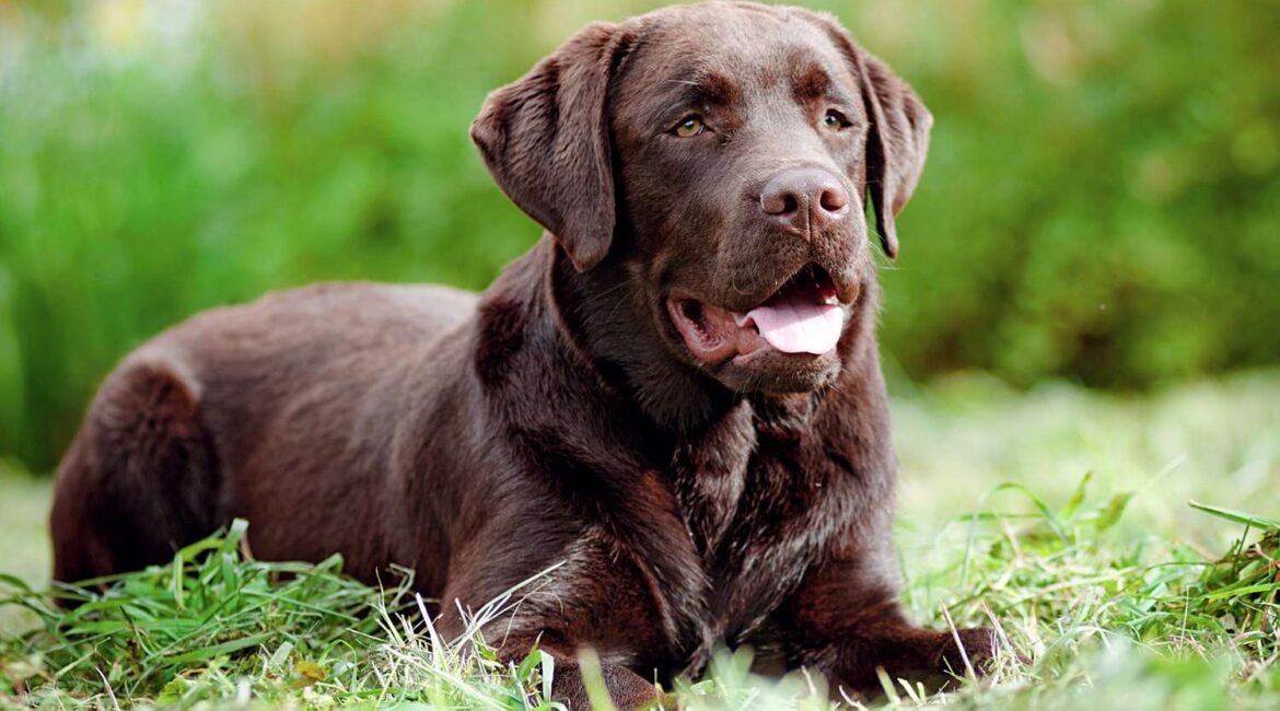 Labrador Retriever