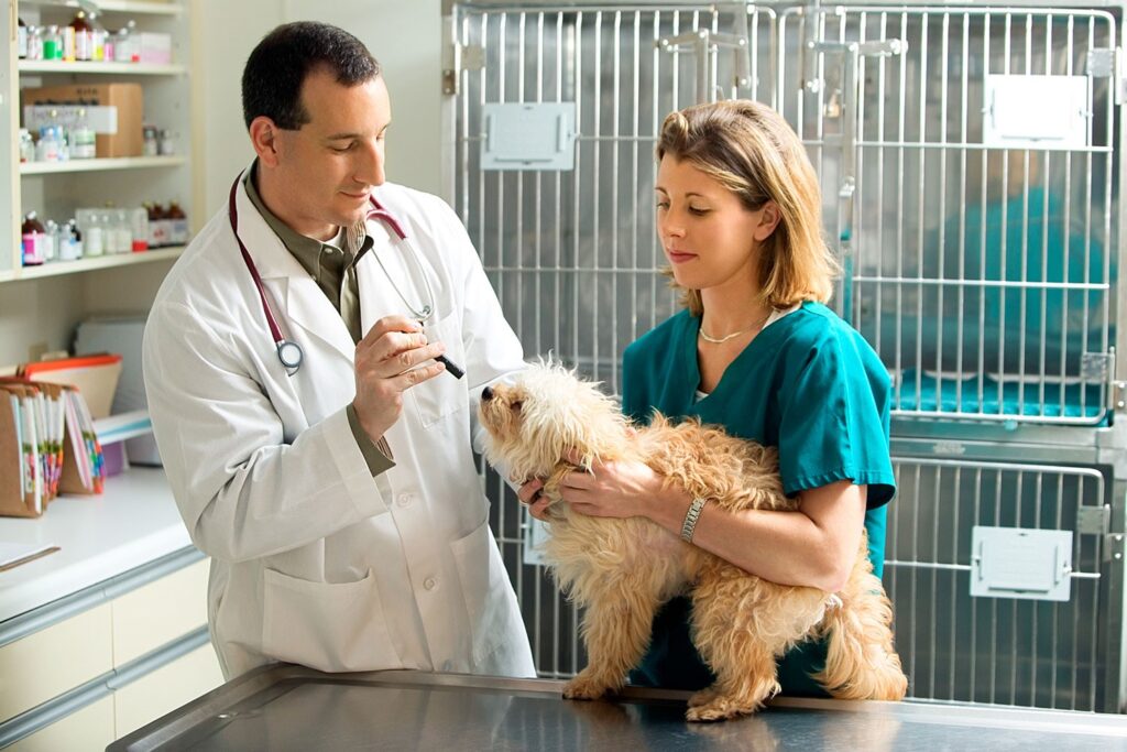 Medicina veterinario