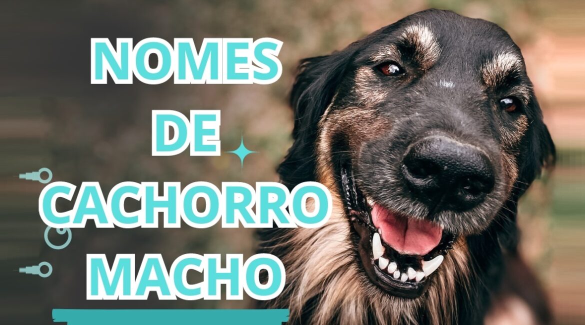 Nomes Cachorro Macho