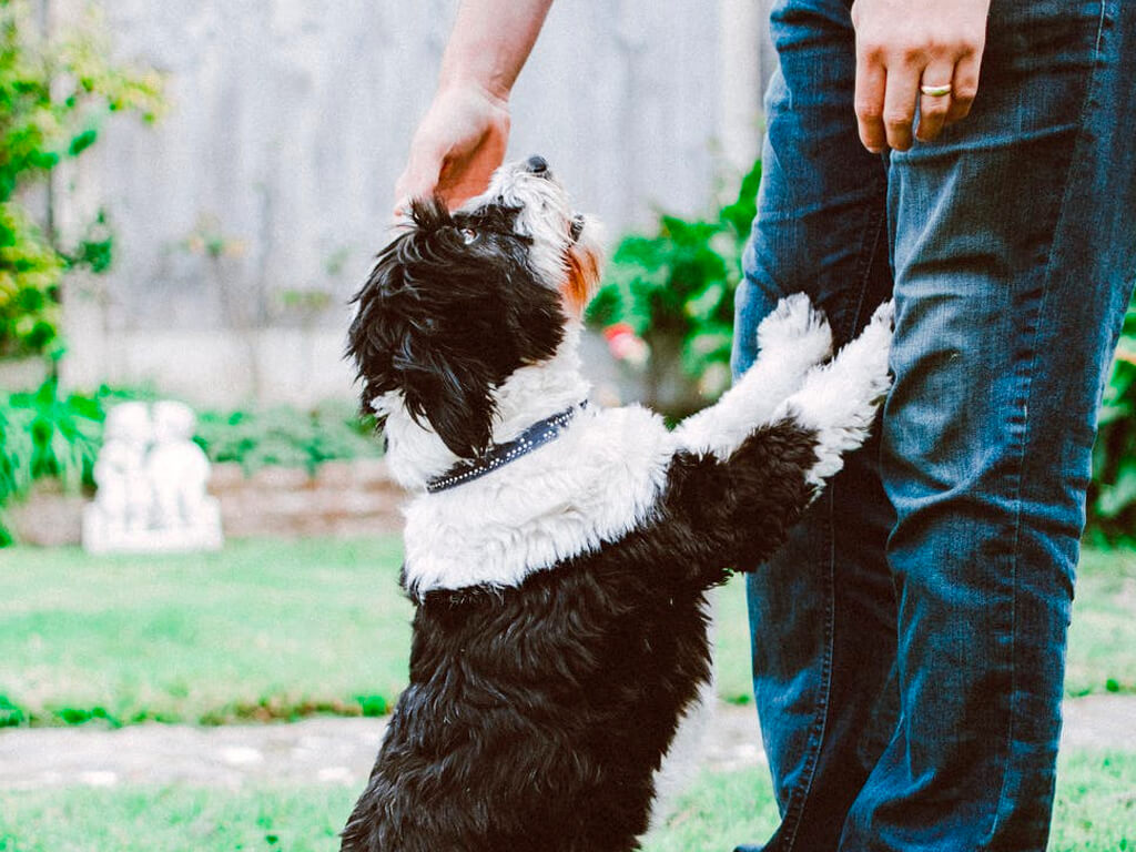 O que evitar ao adotar um cão