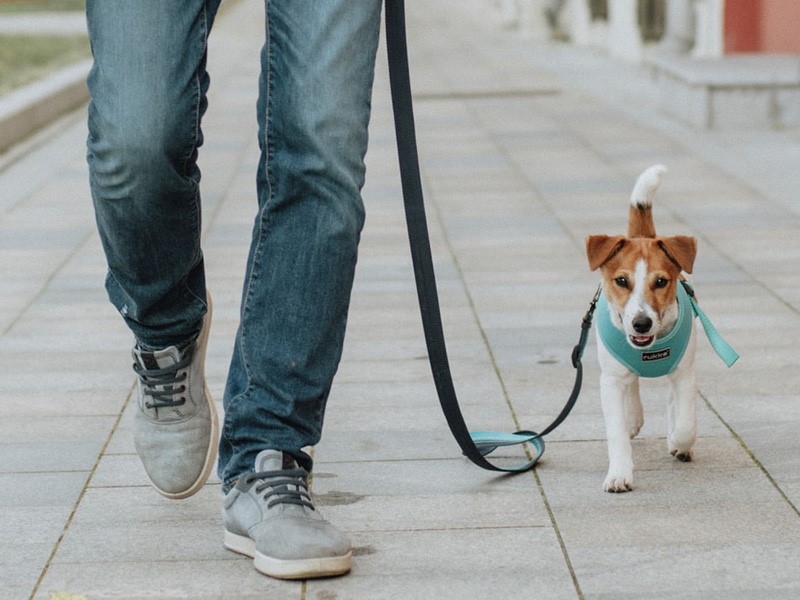 importância do exercício para cães