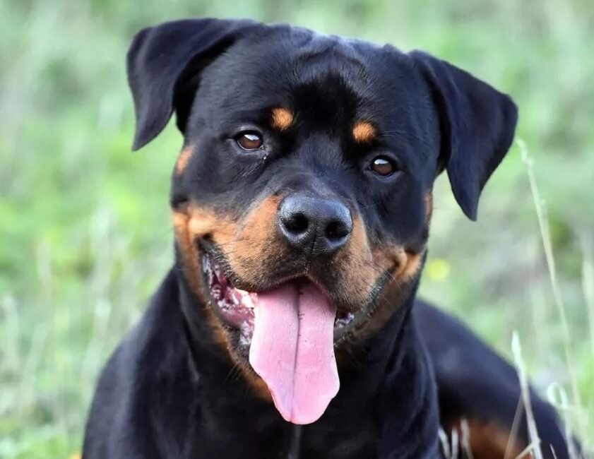 Rottweiler