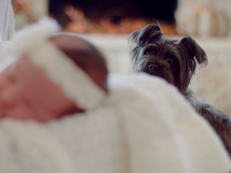 apresentando seu cachorro ao seu novo bebê
