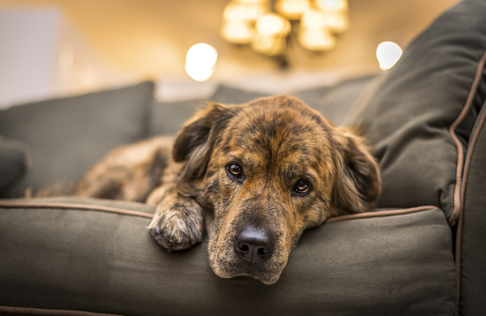 cachorro depressão