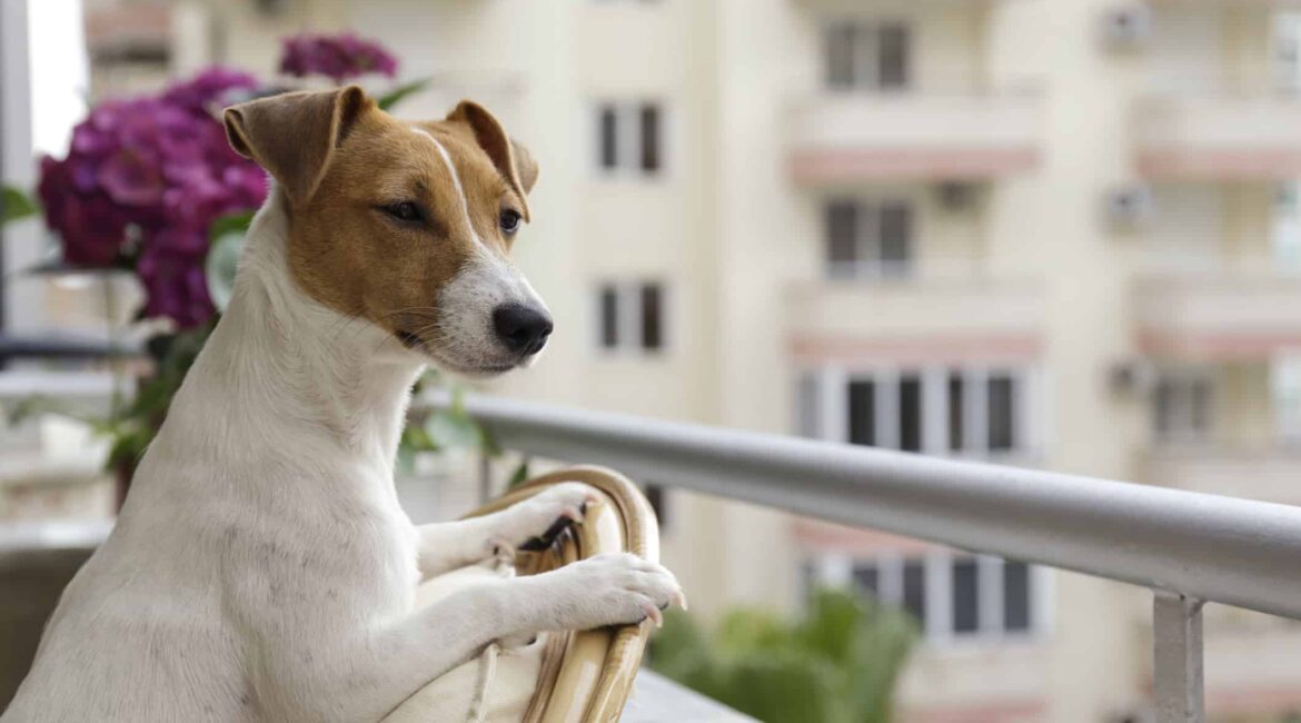 cachorros para apartamentos