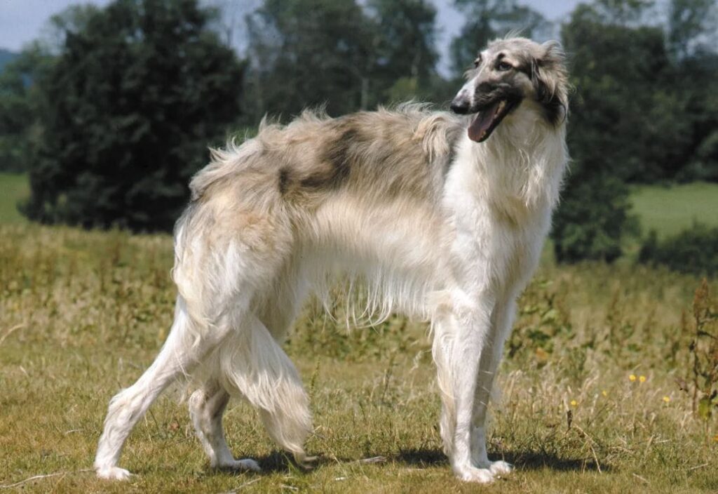 Borzoi