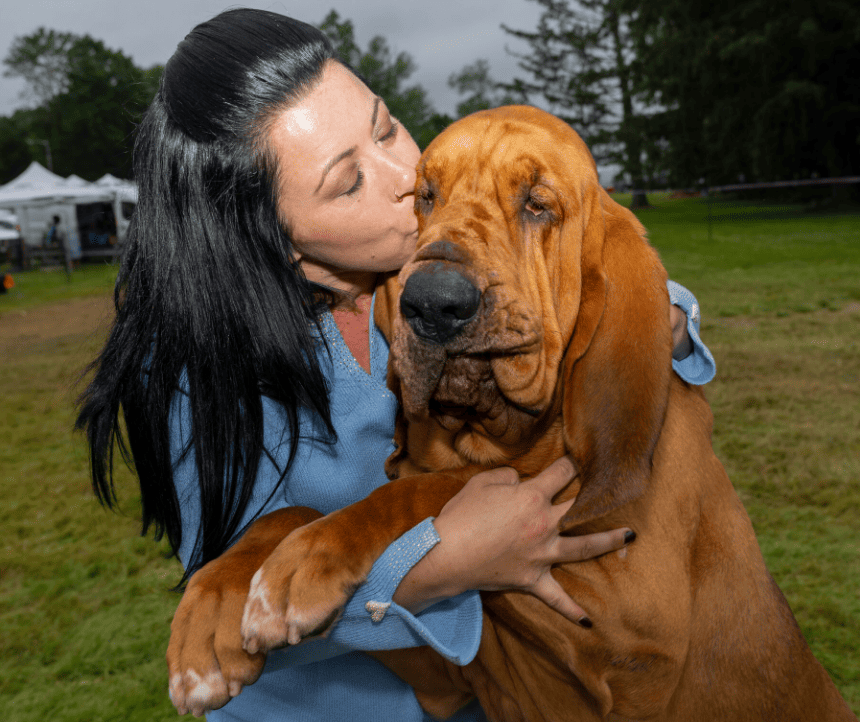 Cachorro Bloodhound