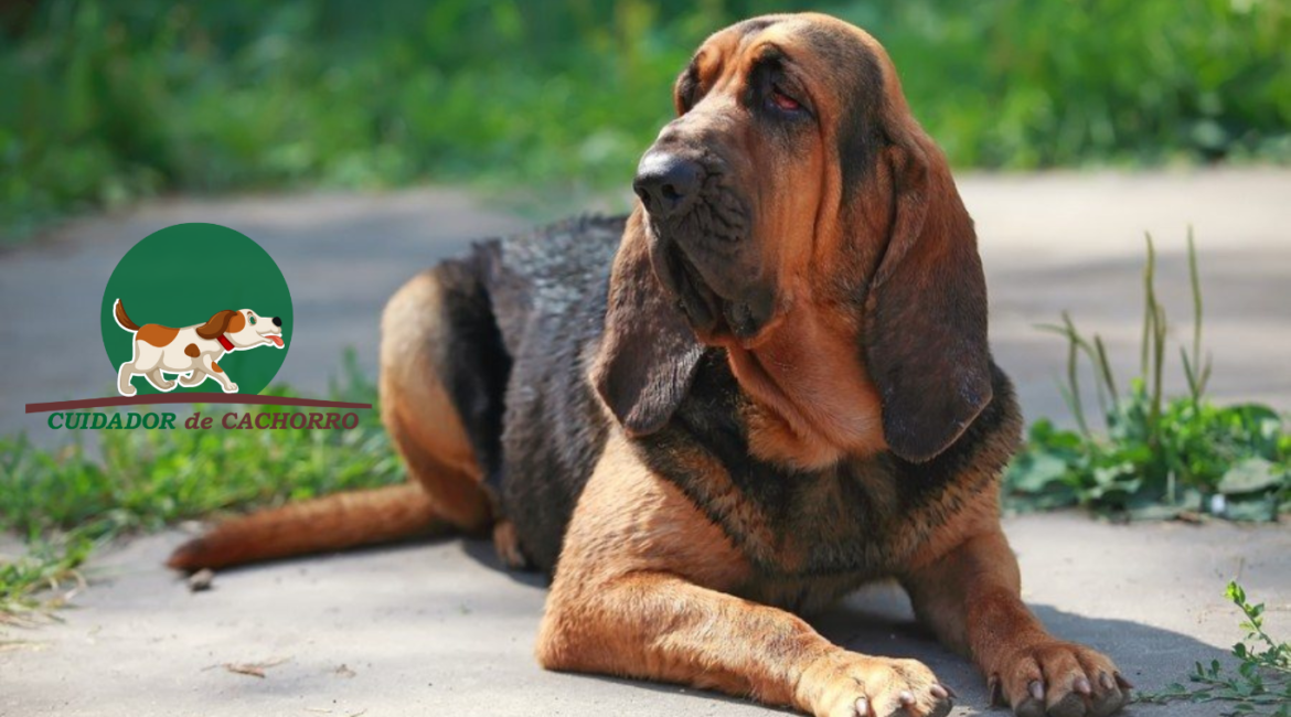 Cachorro Bloodhound