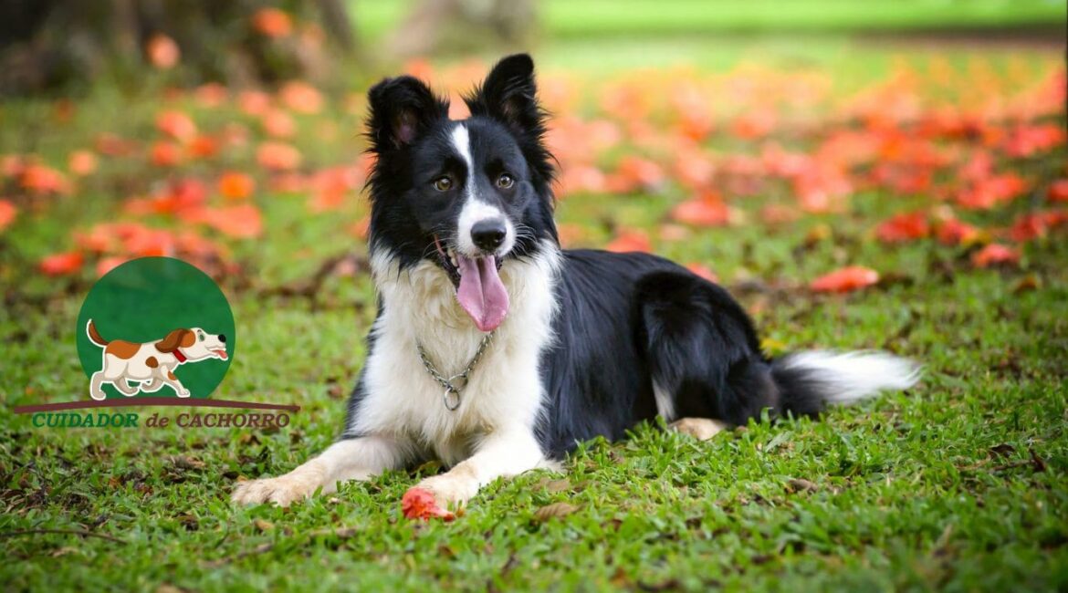 Cachorro Border Collie