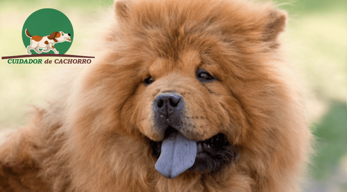 Cachorro Chow Chow