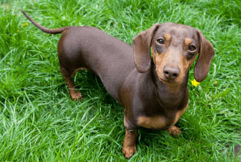 Cachorro Dachshund