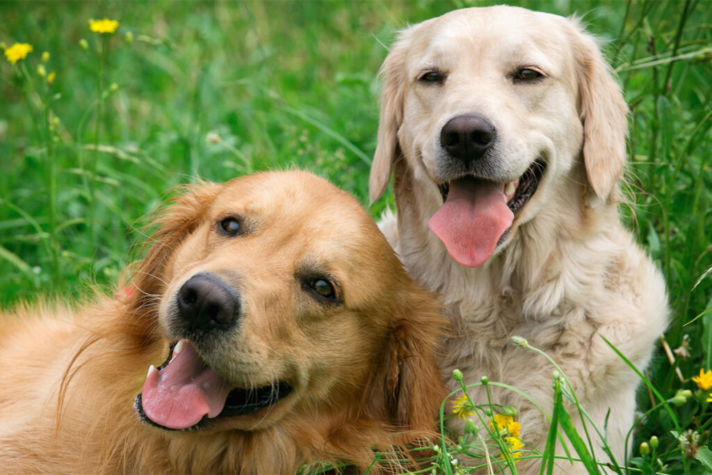 Cachorro Golden Retriever