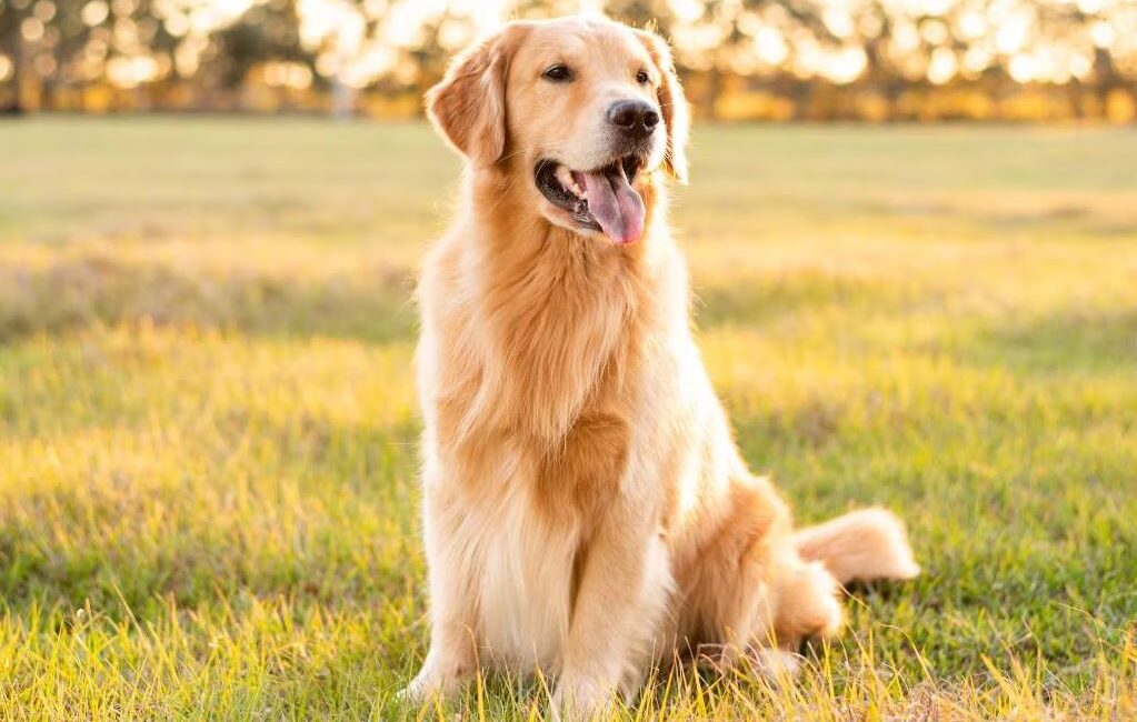 Cachorro Golden Retriever