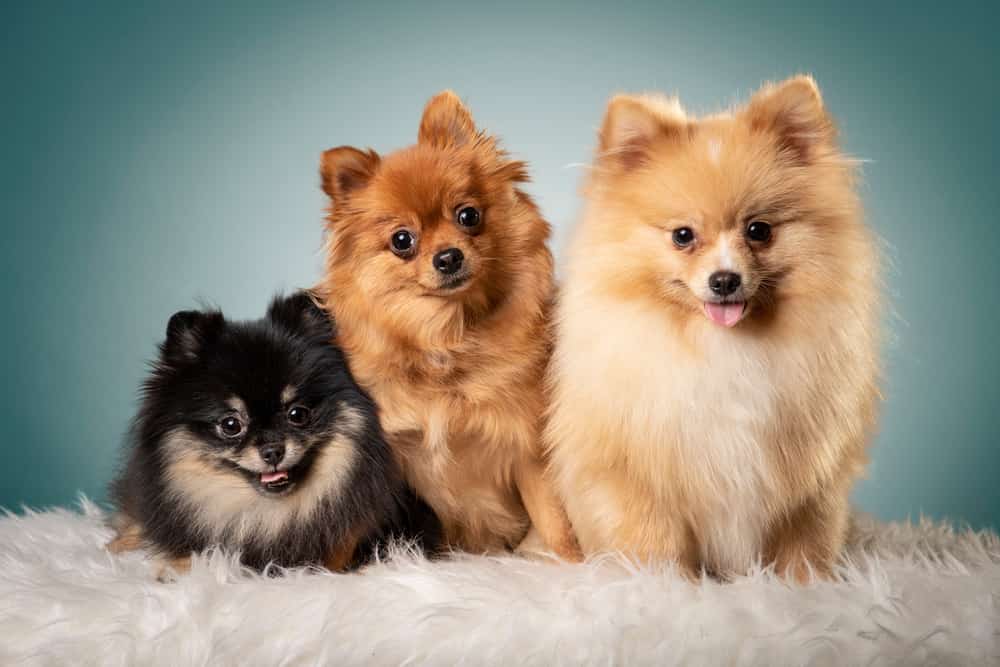 Cachorro Lulu da Pomerânia