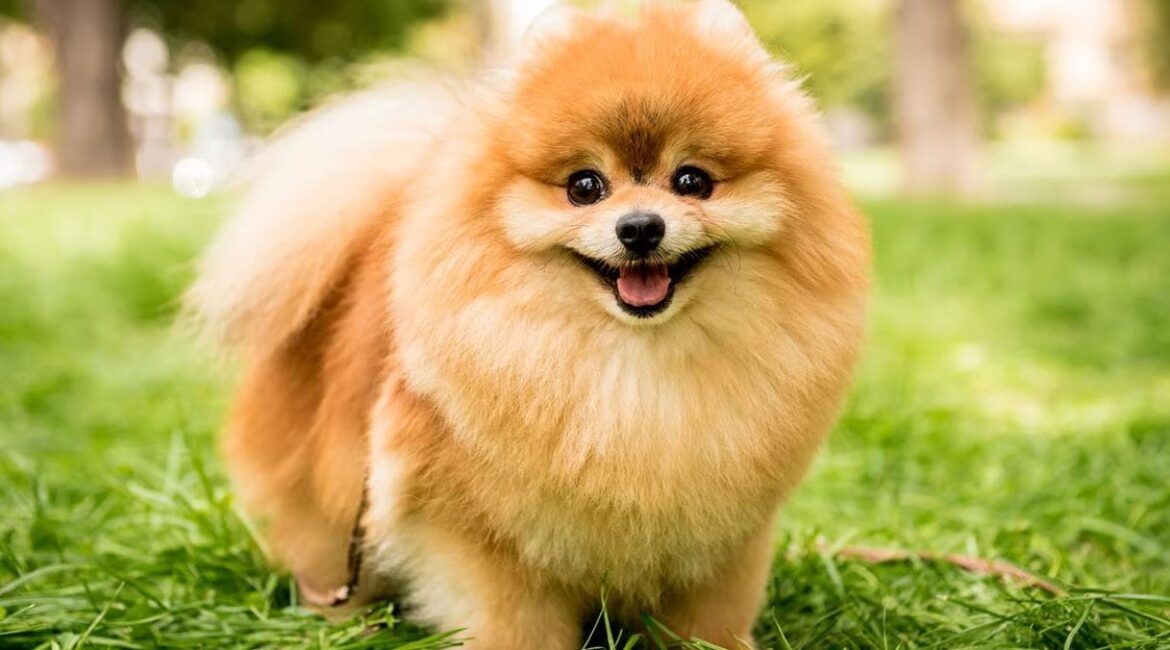 Cachorro Lulu da Pomerânia