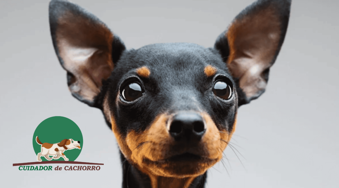 Cachorro Pinscher