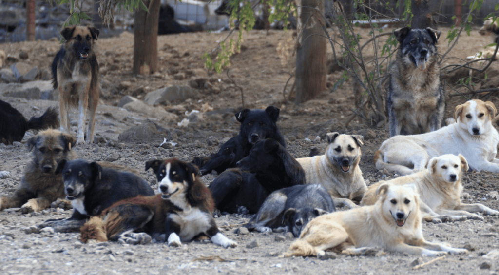 Cachorro Vira Lata