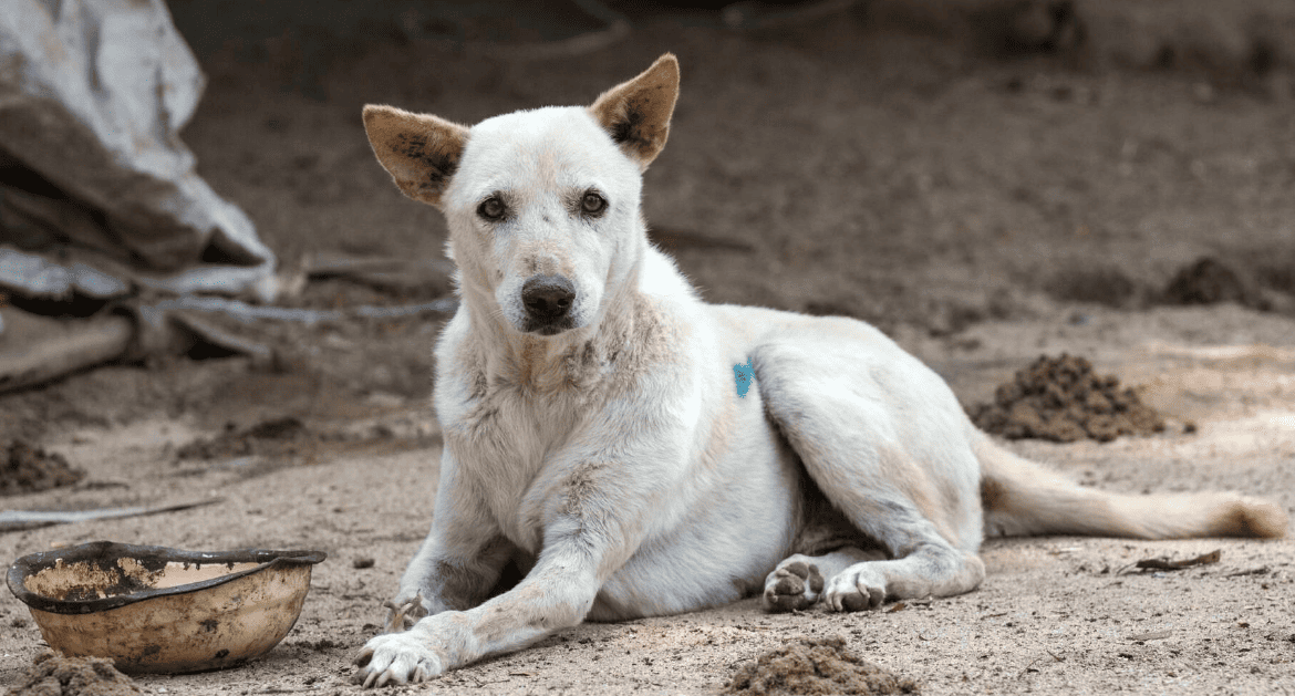 Cachorro Vira Lata