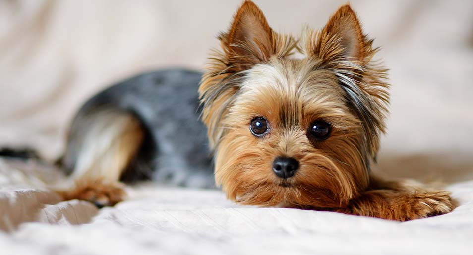 Cachorro Yorkshire Terrier