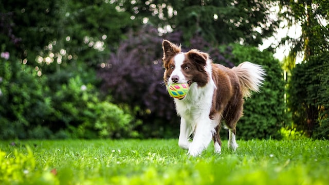 Cachorro brincando