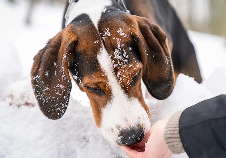 Cachorro comendo no frio