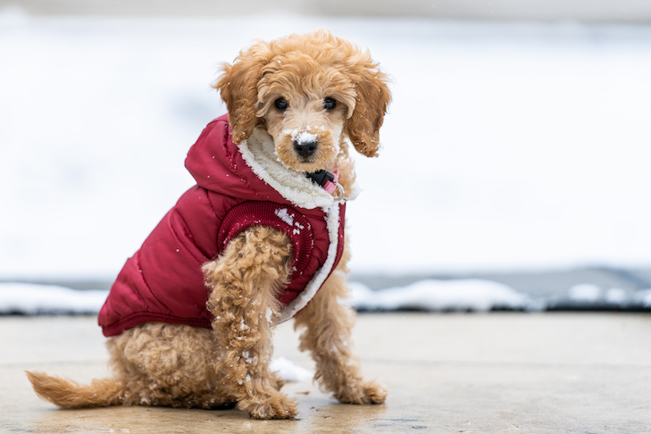 Cachorro inverno