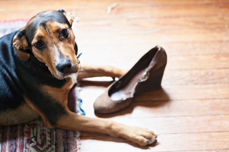 Cachorro mordendo sapato