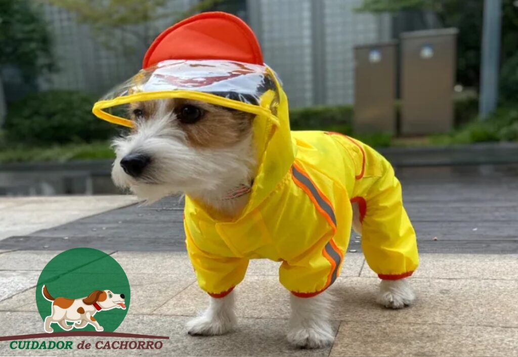 Cachorro na chuva