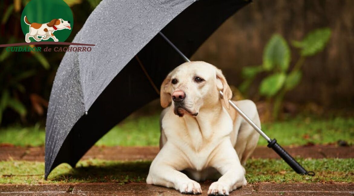 Cachorro na chuva