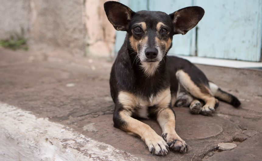 Cachorro vira-lata