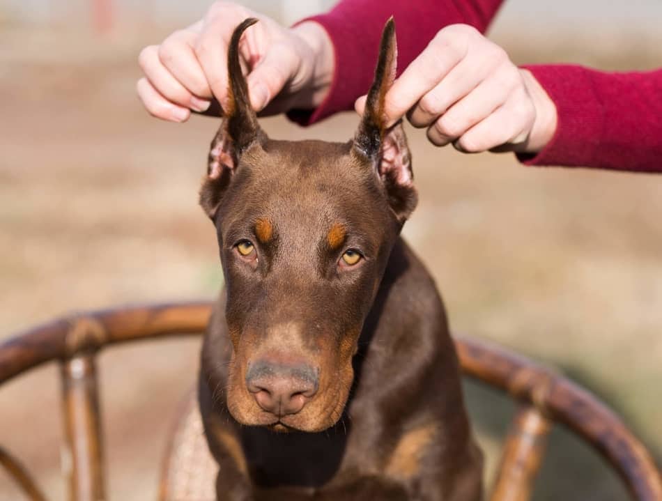 Corte estético de orelha e rabo de cachorro