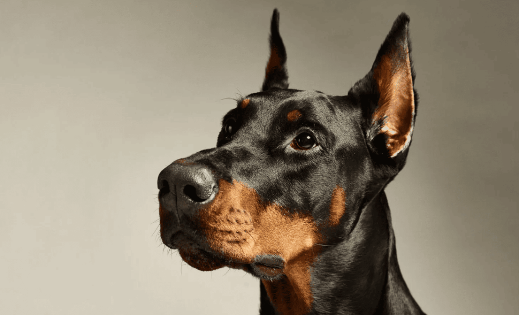 Doberman Pinscher