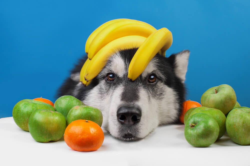 Frutas para cachorro